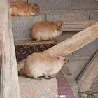 نجدية و ب ر ا ن
