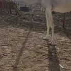 ام ثالث مغتر مبيوع حاشيها سليمه الموقع الحلوه