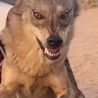 مطلوب ذيب كبير