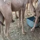 قعدان قصب