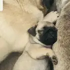 جراء بق بيور للبيع pug puppy for sale