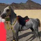 حصان شعبي