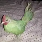 بغبغاء للبيع