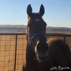 فرس شعبيه العمر 4 سنوات الطول 7بلكات