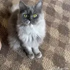 قطوه شيرازيه عمرها 11شهر للتبني