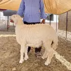 ذبائح للبيع