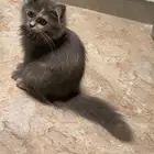 قطة صغيرة عمرها شهرين
