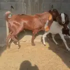 تيس هولندي فاخر احمر ثني للبيع