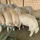 ذبايح مع السلخ والتوصيل والطبخ حنيذ بالمرخ