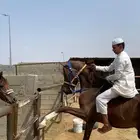 حصان سبوق كفو