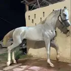 حصان شعبي