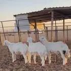 بهم تربية للبيع