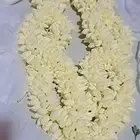 عقود_فل متوفر الآن فل عريشي