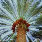 رش النخيل من الحتات والغبيرة