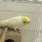 طير كروان مفقود حي الجامعه