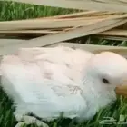 فرخ روز البينو جامبو