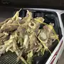 حطب شليخ احمر 