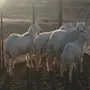خرفان  للبيع 