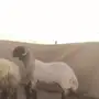 جذع ادهم صنف 