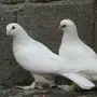 للبيع أزواج بانتاجه