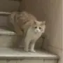 قطة للبيع او البدل انثى شيرازي 