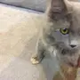 قط شيرازي للبيع 