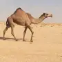 للبيع القيه الكفو 