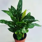 مجموعه جديده من النباتات الداخليه