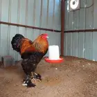 براهما فااخر من الاخر