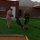 تدريب كلاب وتعديل سلوك