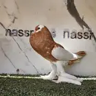 انثى نفاخ مسوبع مستوى (( تم البيع ))