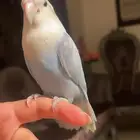 للبيع ببغاء الروز الأزرق الأنيق