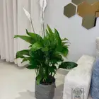 نبات اشرعه