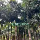 نخل ملوكي 0530.281.804