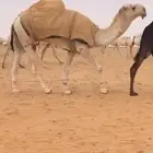 فحل باتلي كفو