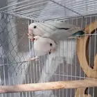 ازواج روز منتجة