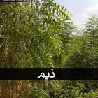 شتلات النيم الصحراويه المفيده .