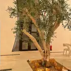 تنفيذ وزراعة الحدائق والمزارع landscape
