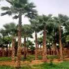 نخل واشنطني زينه وعربي مثمر توريد وزراعه