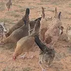 دجاج عربي ترثة