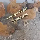 صوص فرنسي للبيع