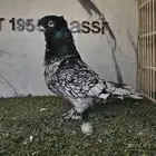 ذكر فراشة مستوى ولون مميز (( تم البيع ))