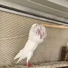 اناثي منتجة نفاخ نرويجي وكنق (( تم البيع ))