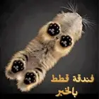 فندقة قطط بالخبر