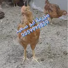 صوص فرنسي للبيع