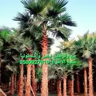 نخل واشنطني للبيع