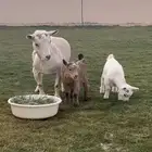 ام الماعز القزم منتجه جمله وتفريد امهات قزميه صنف