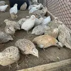 سمان ذبح ومنتج