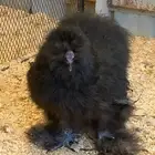دجاج قطني اسود امريكي بيور