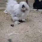 دجاج قطني لفندر نوادر امريكي